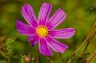 USA, Colorado, Fort Collins. Dahlia flower close-up. Art Print